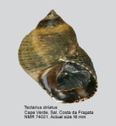 Tectarius striatus (4)